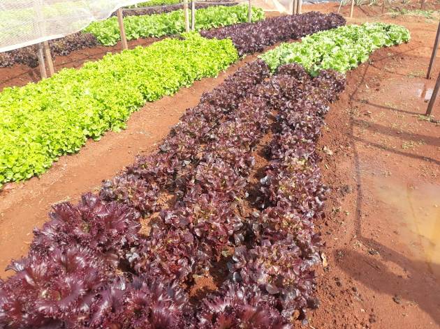 Prefeitura valoriza produtores rurais com ações dentro do Camaru 1