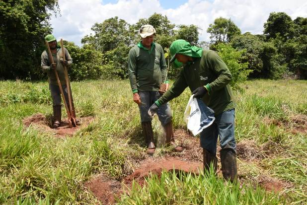 Programa Buriti inicia plantio de 35 mil mudas nativas do cerrado 1