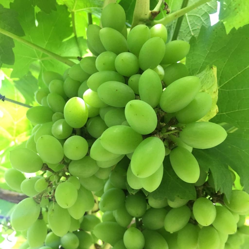 Visita a propriedades aprimora fruticultura irrigada em Uberlândia 1