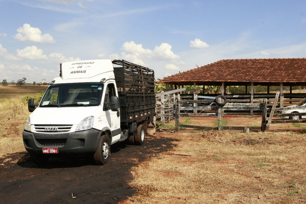 Curral Municipal retira 34 animais das vias públicas no primeiro semestre 1