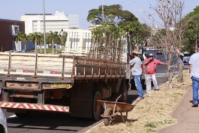 Prefeitura planta ipês amarelos ao longo da avenida Rondon Pacheco 1
