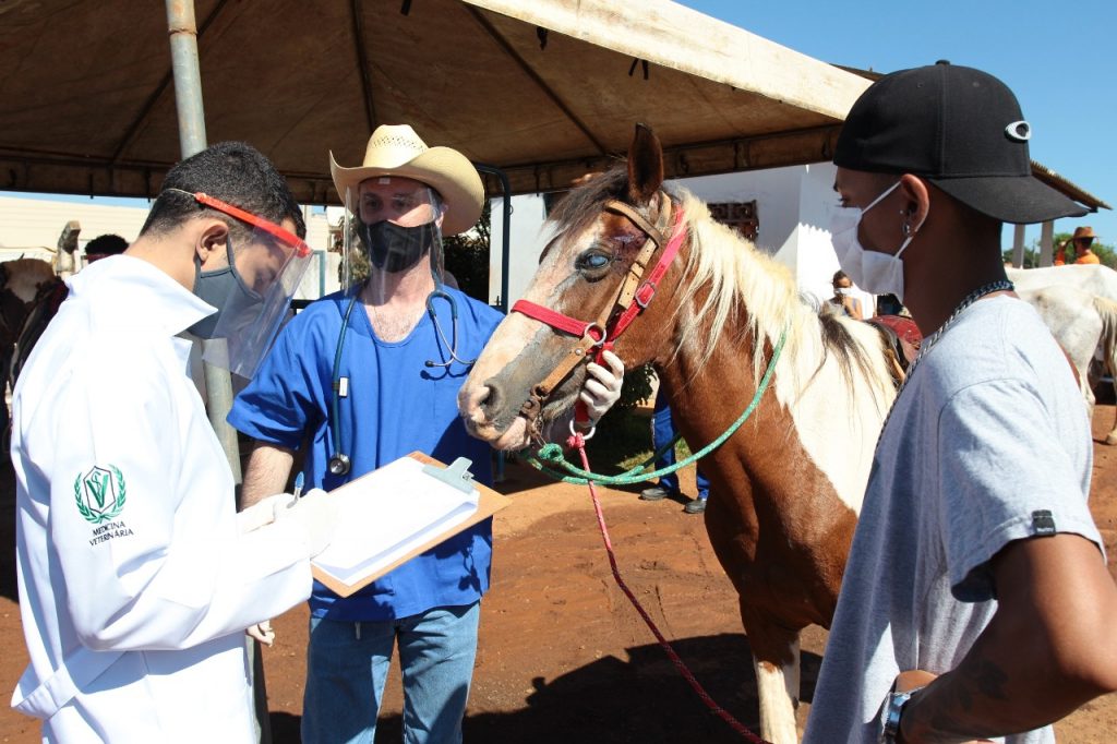 'Uberlândia Amiga dos Carroceiros' oferece atendimento gratuito para animais de tração 1