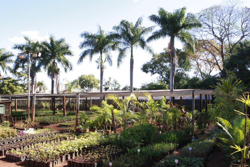 Prefeitura aprimora limpeza urbana, iluminação pública e arborização da cidade 1