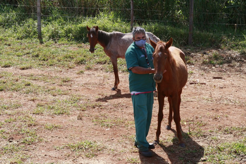 Curral Municipal retira 61 animais das vias públicas nos primeiros meses de 2021 1