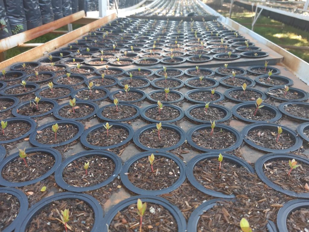 Programa Buriti produz novas mudas a partir de sementes de árvores de áreas recuperadas 1