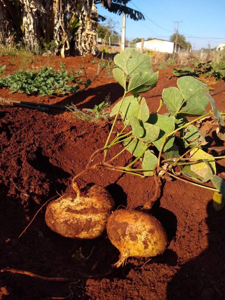 Prefeitura faz parceria com IFTM para estimular plantio de batata Jicama 1