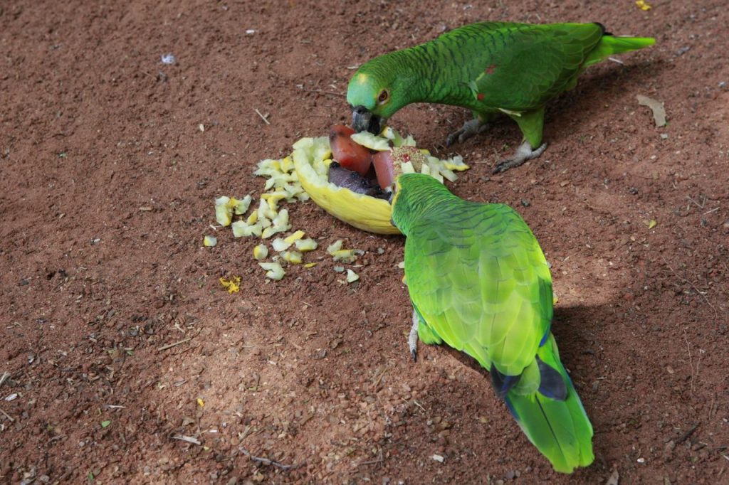 Enriquecimento ambiental estimula animais através da alimentação 2