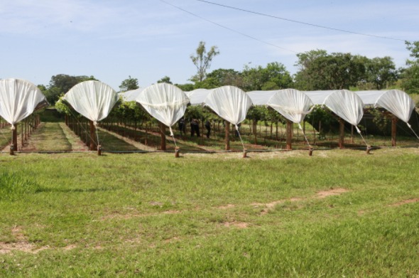Projeto de pesquisa em fruticultura da Ferub segue dando resultados 1