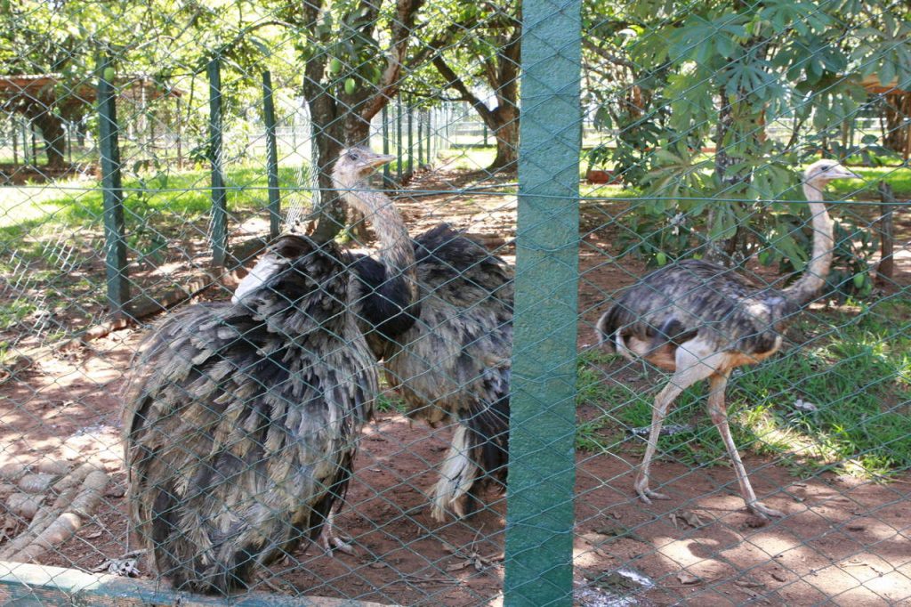 Zoológico Municipal reabre nesta terça-feira (9) 1