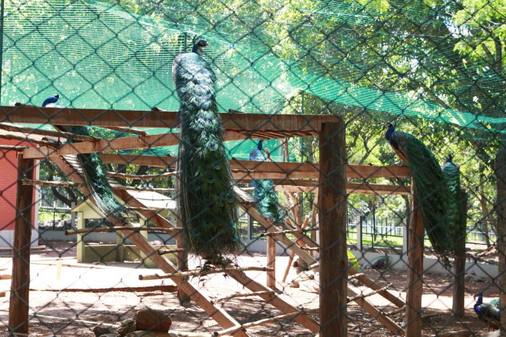 Zoológico Municipal reabre nesta terça-feira (9) 2