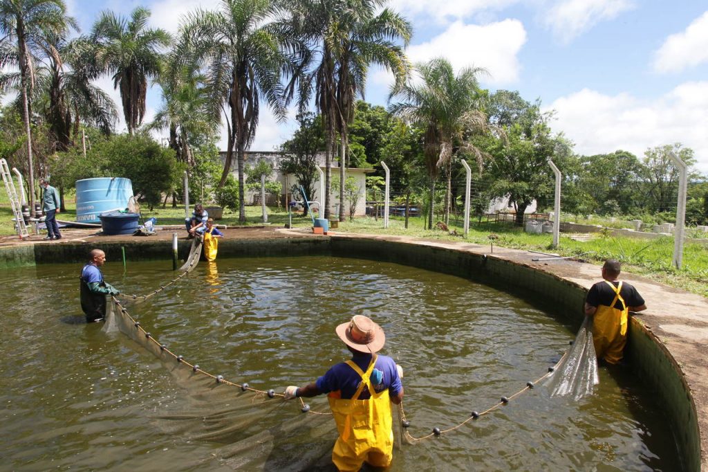 Prefeitura realiza doação de peixes e uvas para o terceiro setor 1