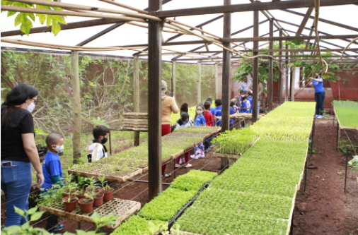 Alunos da rede municipal têm aula sobre educação alimentar em plantação de hortaliças 2