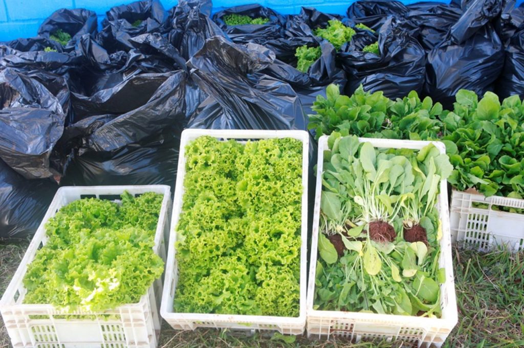 Experimento com pó de basalto resulta na produção de quase 2 mil maços de hortaliças 1