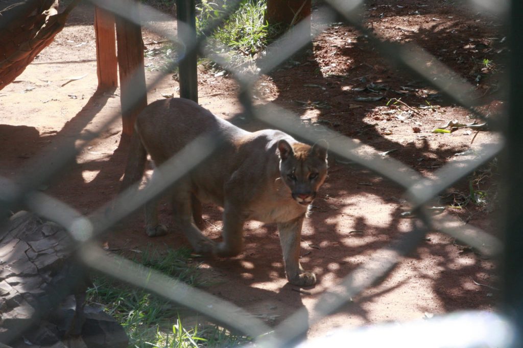 Zoológico Municipal recebe nova onça-parda 1