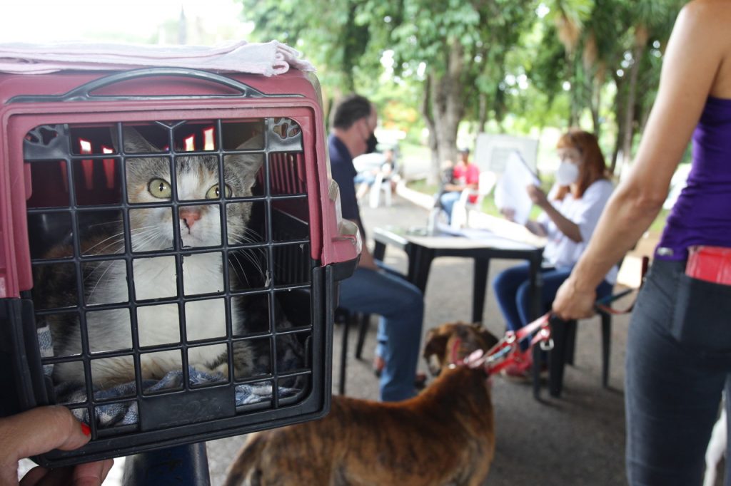 Prefeitura de Uberlândia desempenha ações em prol da causa animal 1