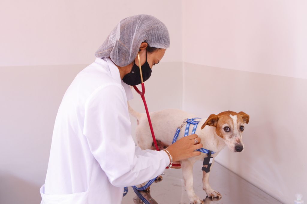 Prefeitura de Uberlândia desempenha ações em prol da causa animal 2
