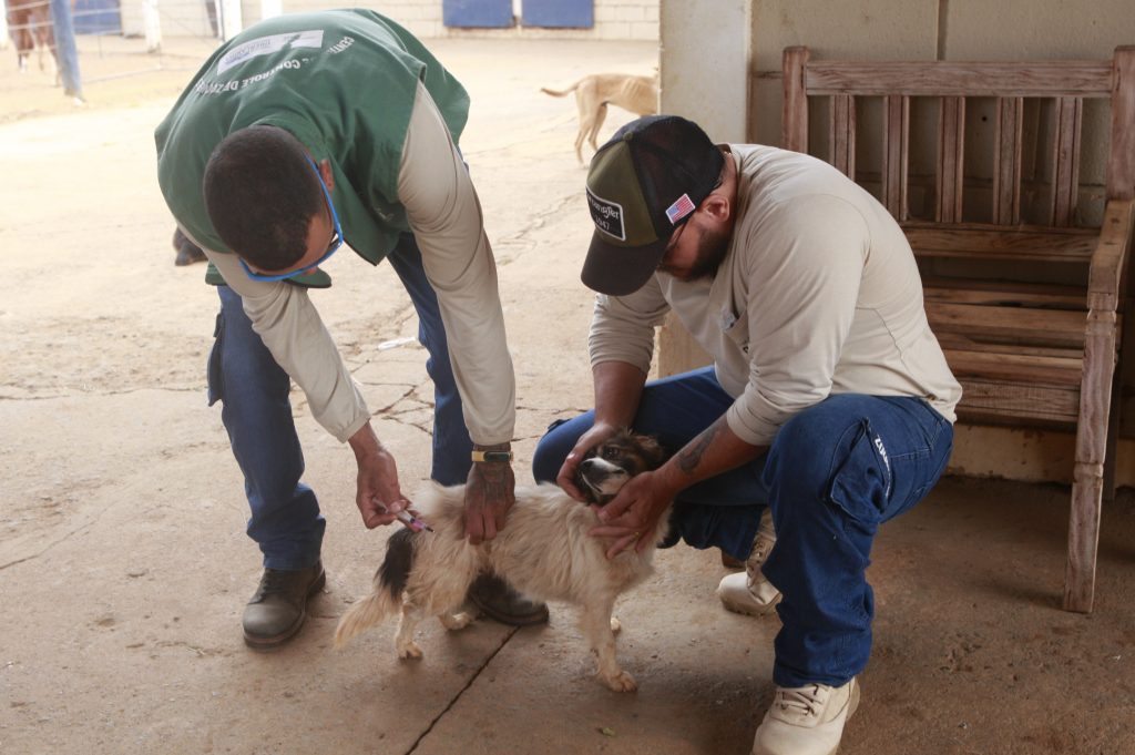 Prefeitura de Uberlândia desempenha ações em prol da causa animal 3