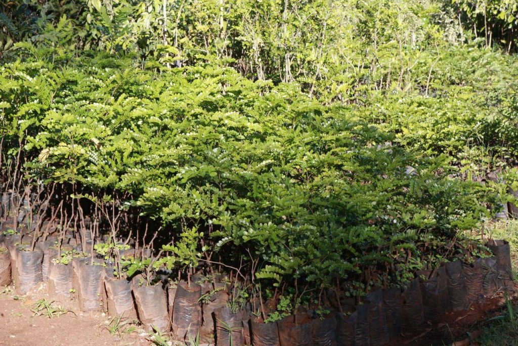 Prefeitura doa mais de 24 mil mudas por meio do Horto Municipal 1