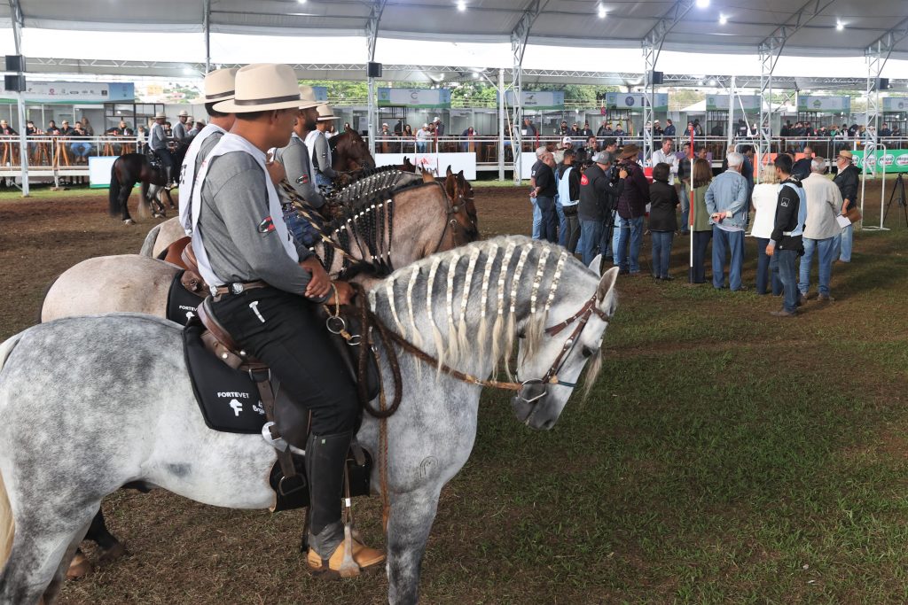 <strong>Uberlândia sedia evento da raça mangalarga marchador</strong> 1