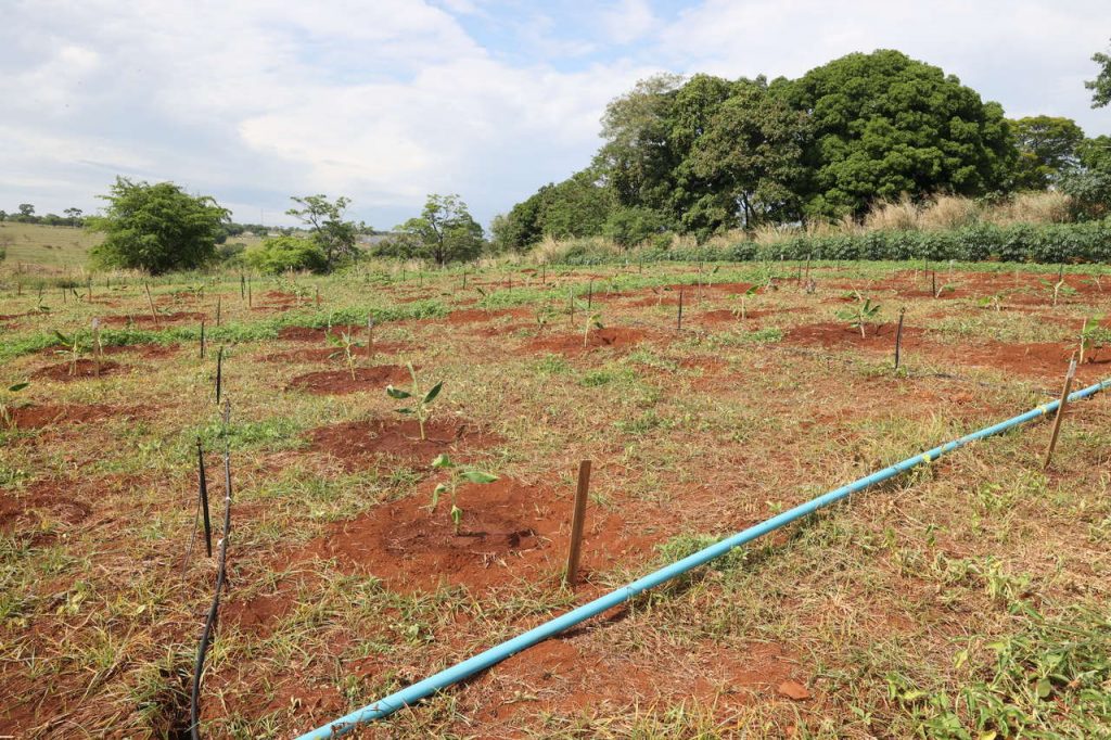 Prefeitura inicia nova pesquisa em fruticultura com o pó de basalto 1