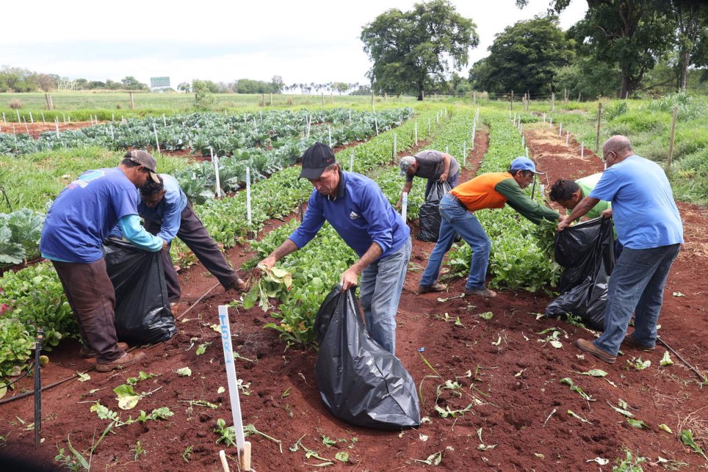 <strong>Pesquisa da Prefeitura com pó de basalto leva alimento de qualidade a entidades sociais de Uberlândia</strong> 1