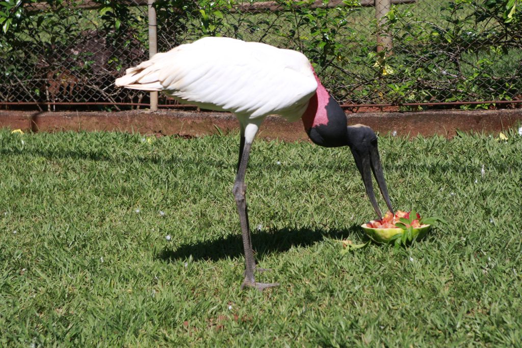 Prefeitura incrementa cardápio no Zoológico durante período de altas temperaturas 1