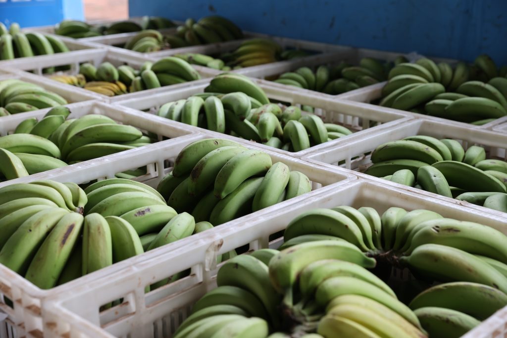 banana economia