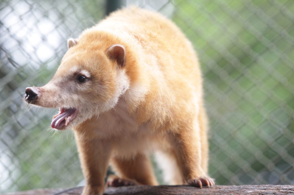 Zoológico Municipal recebe quase 145 mil visitas em 2023 1