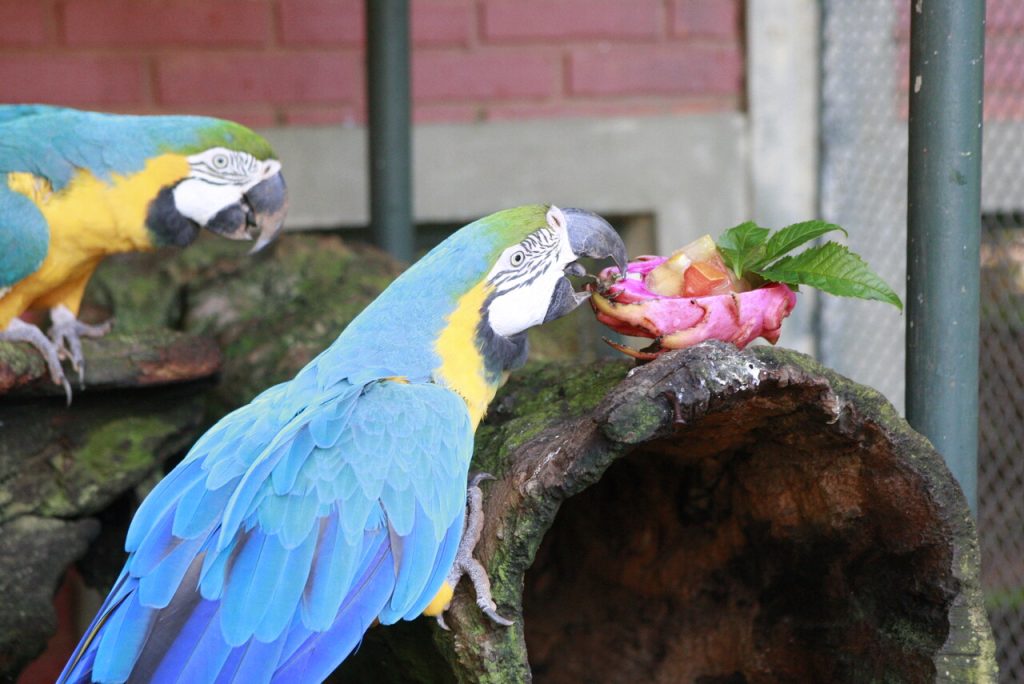 Zoológico Municipal recebe quase 145 mil visitas em 2023 2