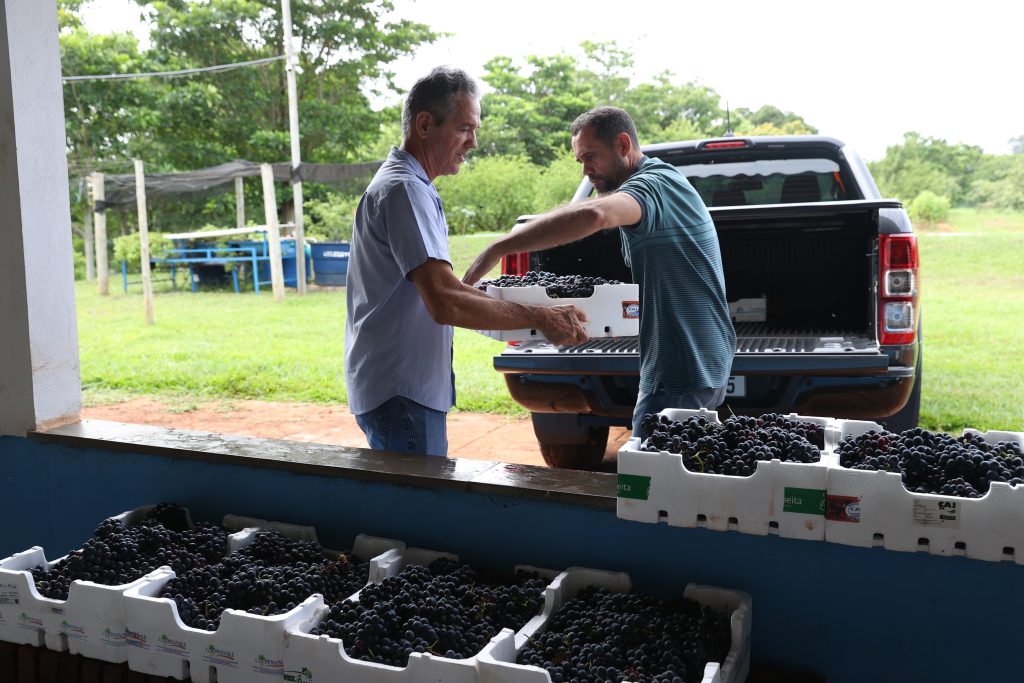 Prefeitura direciona a entidades quase meia tonelada de uvas colhidas na sede da Ferub 1