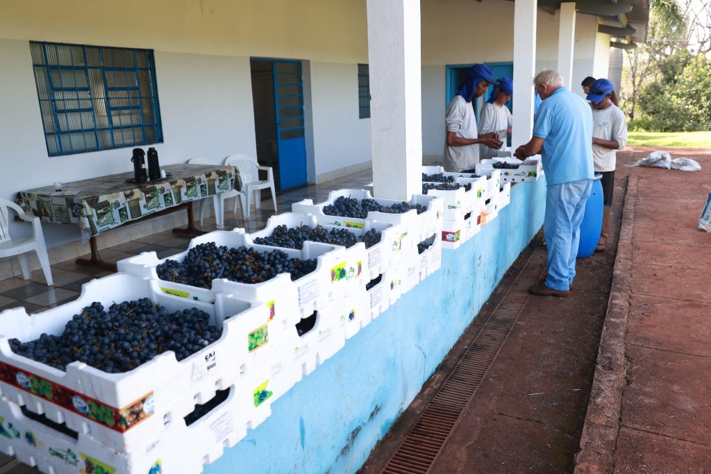 Prefeitura entrega 100 kg de uvas colhidas na sede da Ferub para entidades filantrópicas cadastradas 1